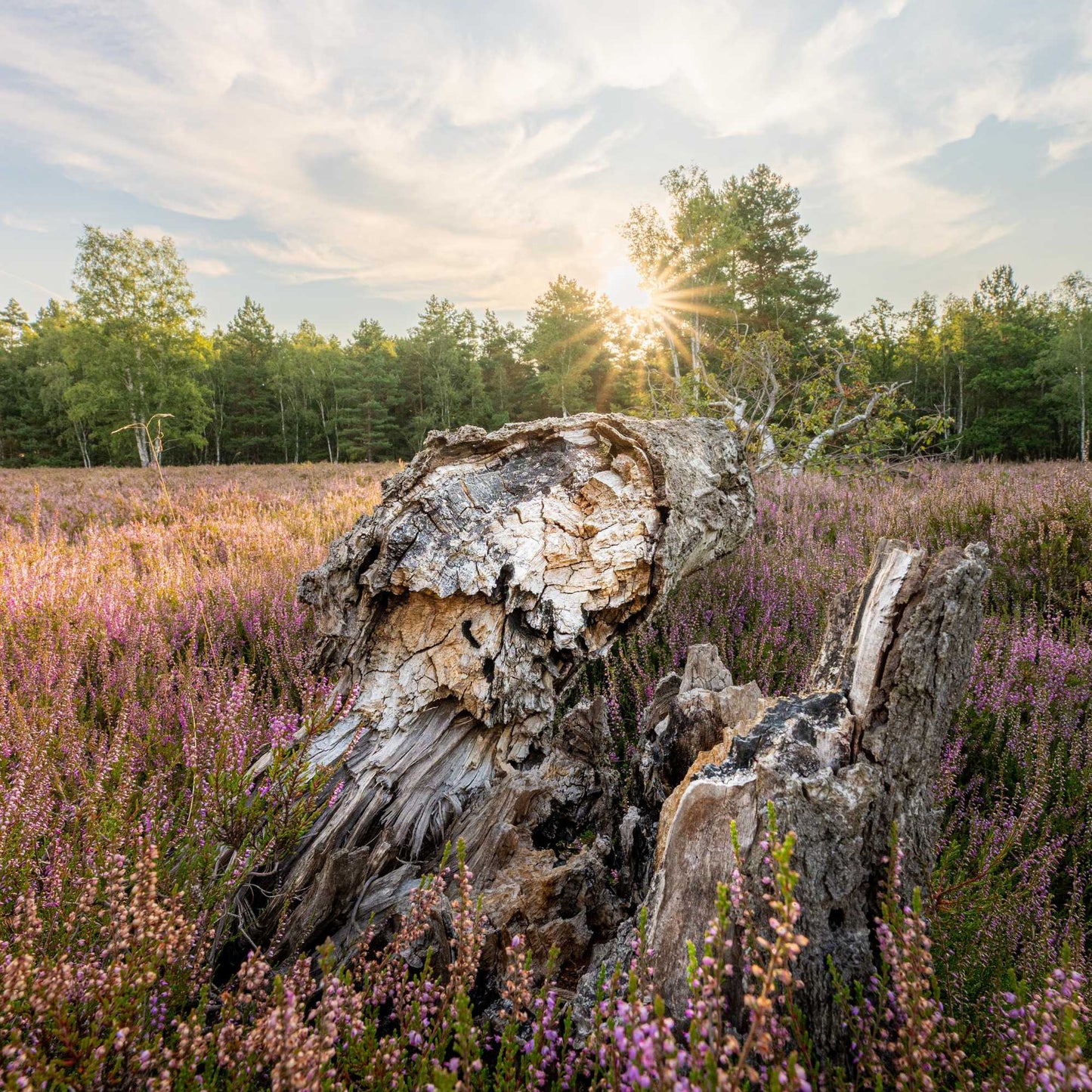 Workshop - Magie der Heide – Fotografieren in den Gardelegener Kellerbergen