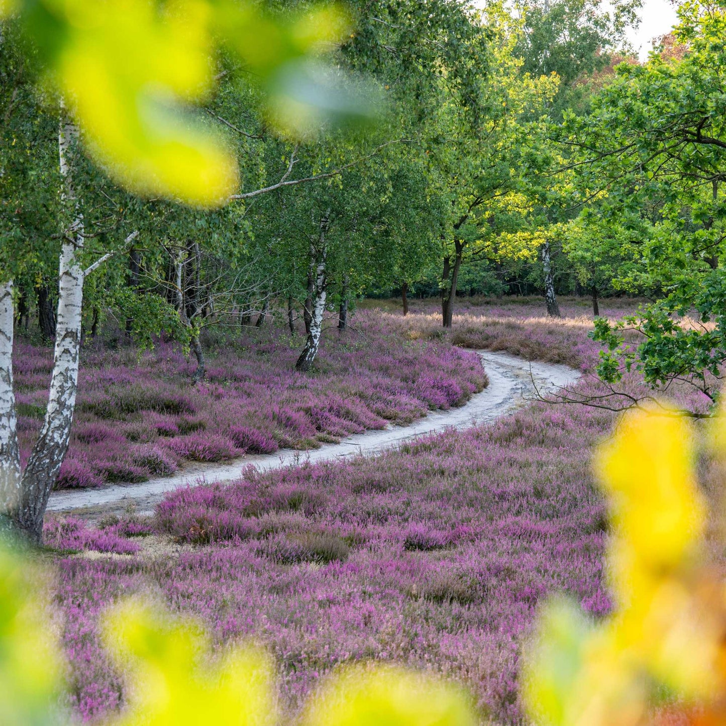 Workshop - Magie der Heide – Fotografieren in den Gardelegener Kellerbergen