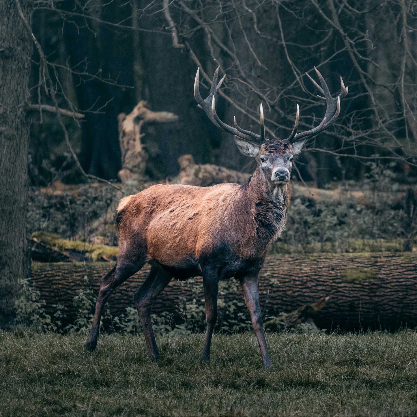 AUSVERKAUFT Workshop - Herbstzauber im Wald fotografieren (Landschaftsfotografie in Zichtau)