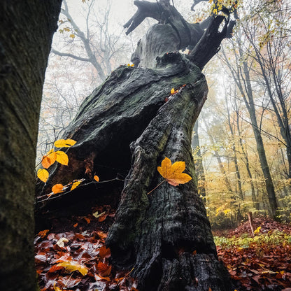 Workshop - Herbstzauber im Wald fotografieren (Landschaftsfotografie in Zichtau)