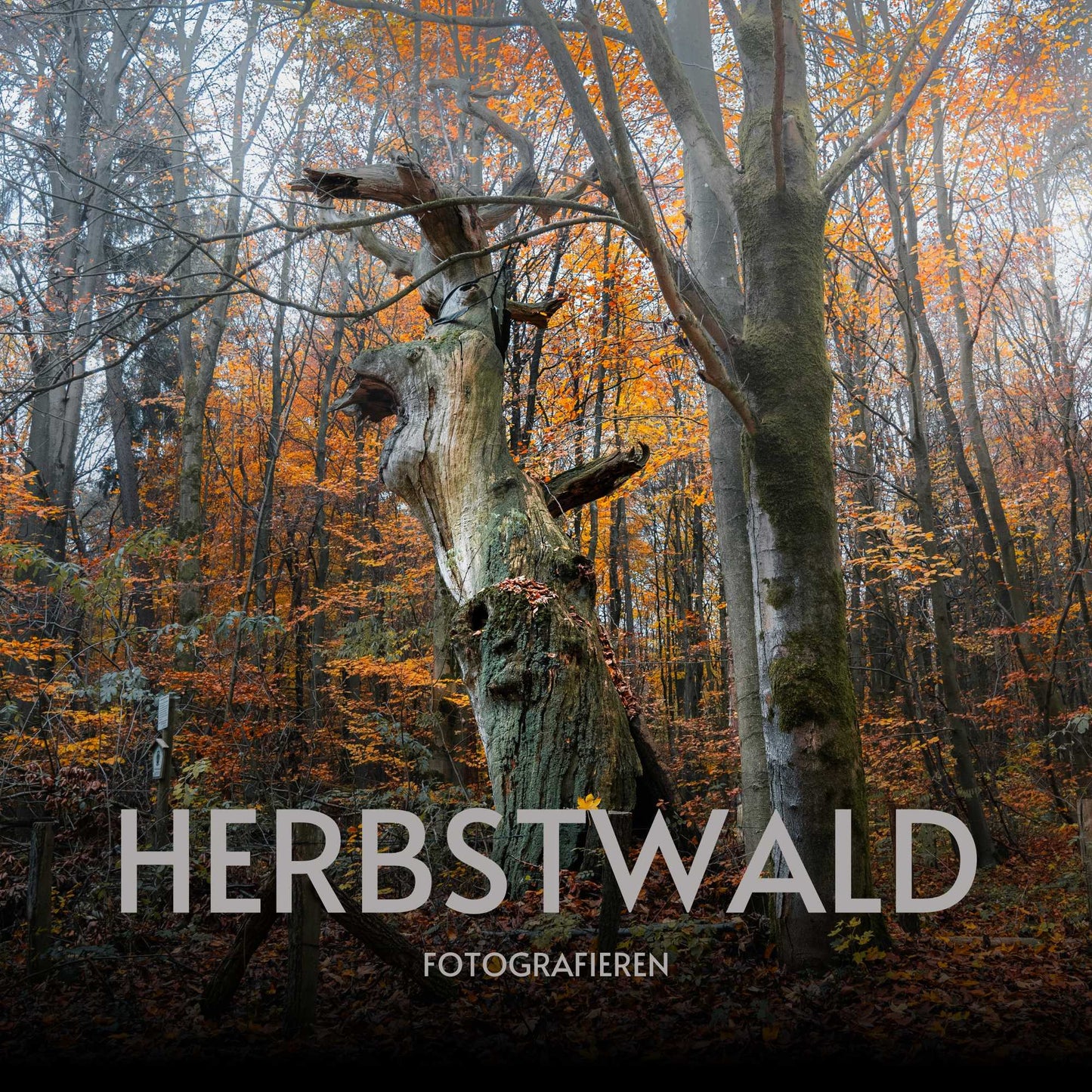 Workshop - Herbstzauber im Wald fotografieren (Landschaftsfotografie in Zichtau)