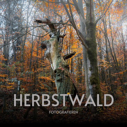 Workshop - Herbstzauber im Wald fotografieren (Landschaftsfotografie in Zichtau)