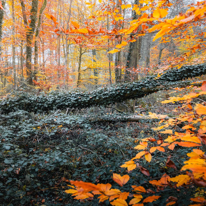 Workshop - Herbstzauber im Wald fotografieren (Landschaftsfotografie in Zichtau)