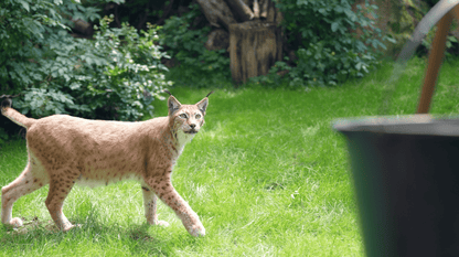 #HARZ - Campingtouren 1 - 5 - Die Filme